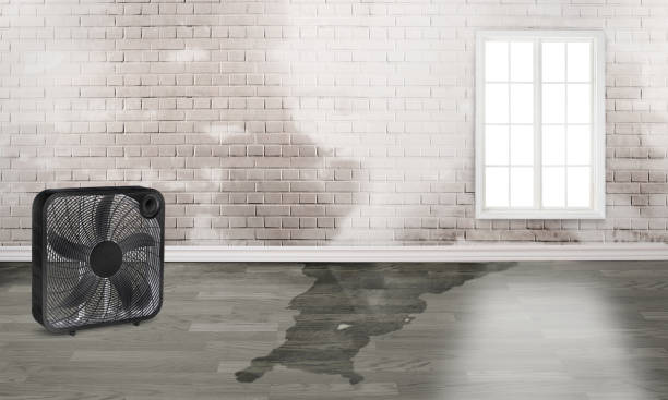 Best Water damage restoration near me  in Shavertown, PA